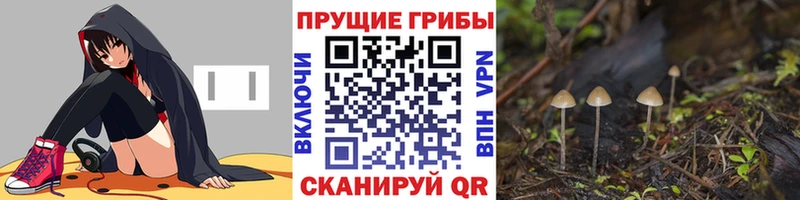 кракен ONION  продажа наркотиков  Кашин  Псилоцибиновые грибы прущие грибы 